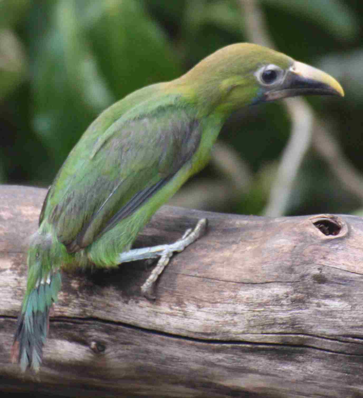 Tucancillo verde juvenil